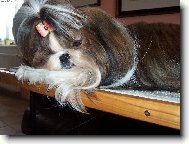 �icu, Shih-Tzu