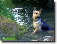 German Shepherd Dog