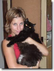 European Shorthair Cat