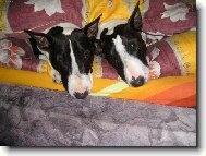 Bull Terrier
