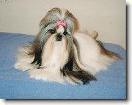 �icu, Shih-Tzu