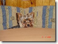 Jork��rsk� terier, Yorkshire Terrier,