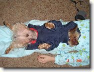 Jork��rsk� terier, Yorkshire Terrier,