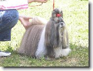 �icu, Shih-Tzu