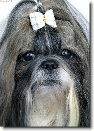�icu, Shih-Tzu