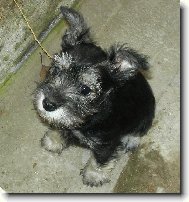 Zwergschnauzer, Miniature Schnauzer