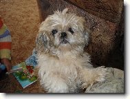 �icu, Shih-Tzu