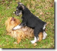 Zwergschnauzer, Miniature Schnauzer