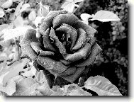 r��e B&W