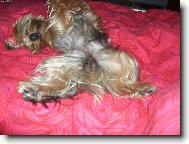 Jork��rsk� terier, Yorkshire Terrier,