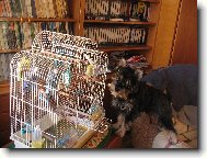 Zwergschnauzer, Miniature Schnauzer