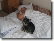 Zwergschnauzer, Miniature Schnauzer