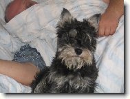 Zwergschnauzer, Miniature Schnauzer