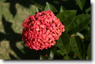 Ixora coccinea