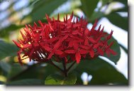 Ixora coccinea
