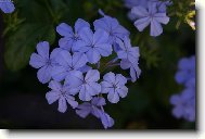 Plumbago auriculata