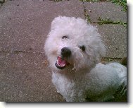 Bichon � poil fris�, Bichon Frise