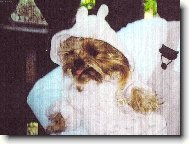 Jork��rsk� terier, Yorkshire Terrier,