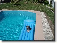 Jork��rsk� terier, Yorkshire Terrier,
