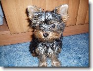 Jork��rsk� terier, Yorkshire Terrier,