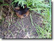Jork��rsk� terier, Yorkshire Terrier,