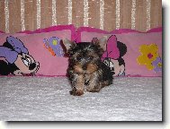 Jork��rsk� terier, Yorkshire Terrier,