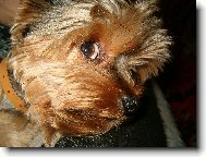 Jork��rsk� terier, Yorkshire Terrier,