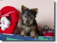 Jork��rsk� terier, Yorkshire Terrier,