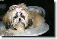 �icu, Shih-Tzu