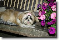 �icu, Shih-Tzu