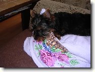 Jork��rsk� terier, Yorkshire Terrier,