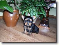Jork��rsk� terier, Yorkshire Terrier,