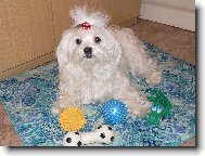 Maltese