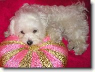 Maltese