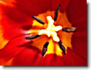 Tulip�n uvnit�