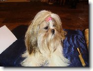 �icu, Shih-Tzu