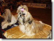 �icu, Shih-Tzu