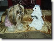 �icu, Shih-Tzu