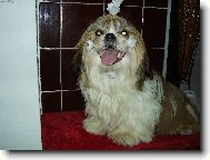 �icu, Shih-Tzu