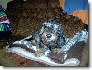 Dachshund