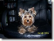 Jork��rsk� terier, Yorkshire Terrier,
