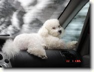 Bichon � poil fris�, Bichon Frise